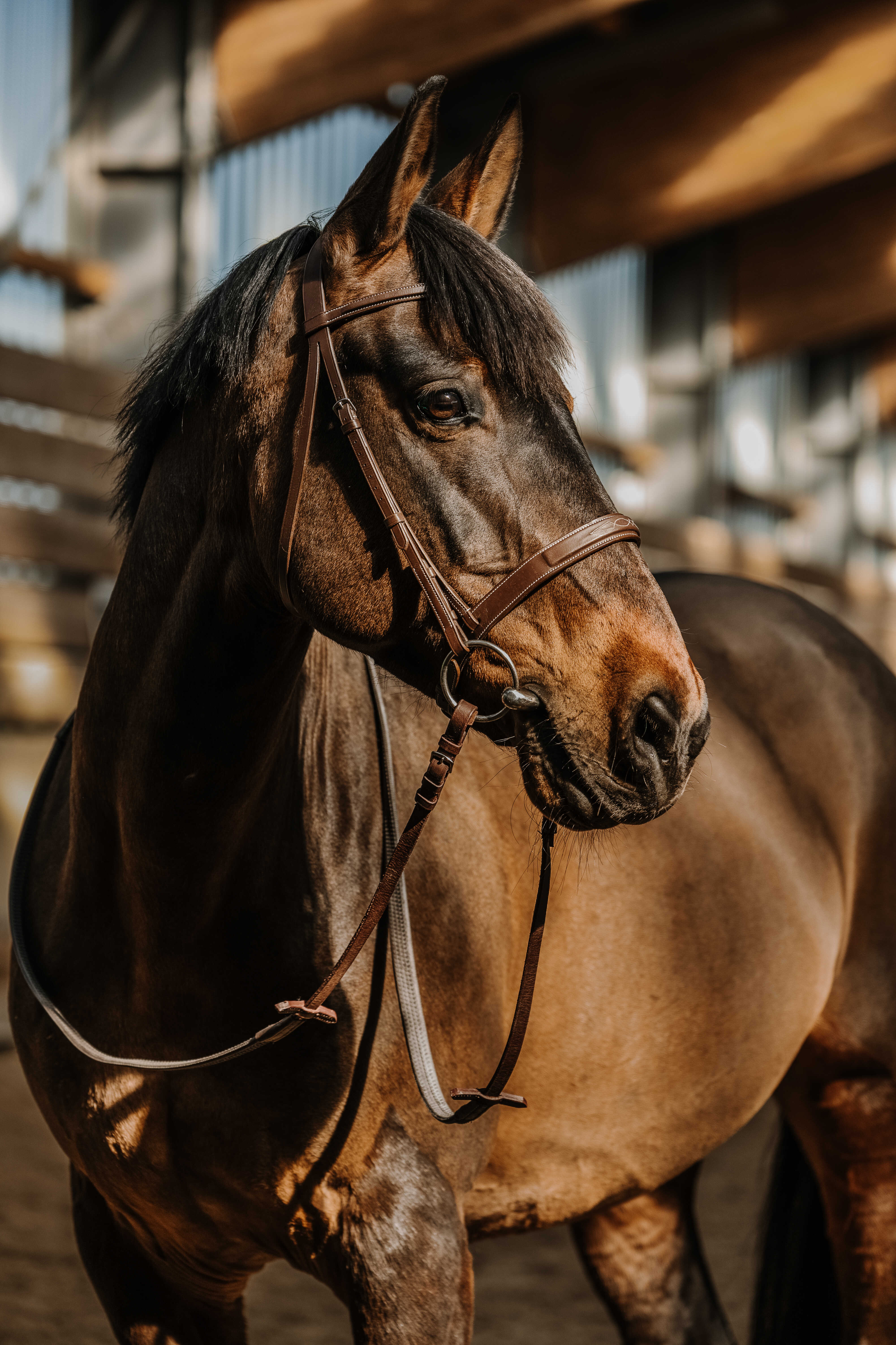 Bridon NORTON – Hunter