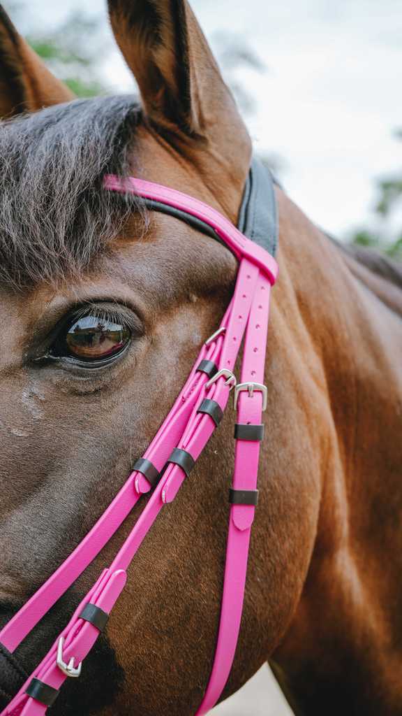 Bridon endurance NORTON - Pop