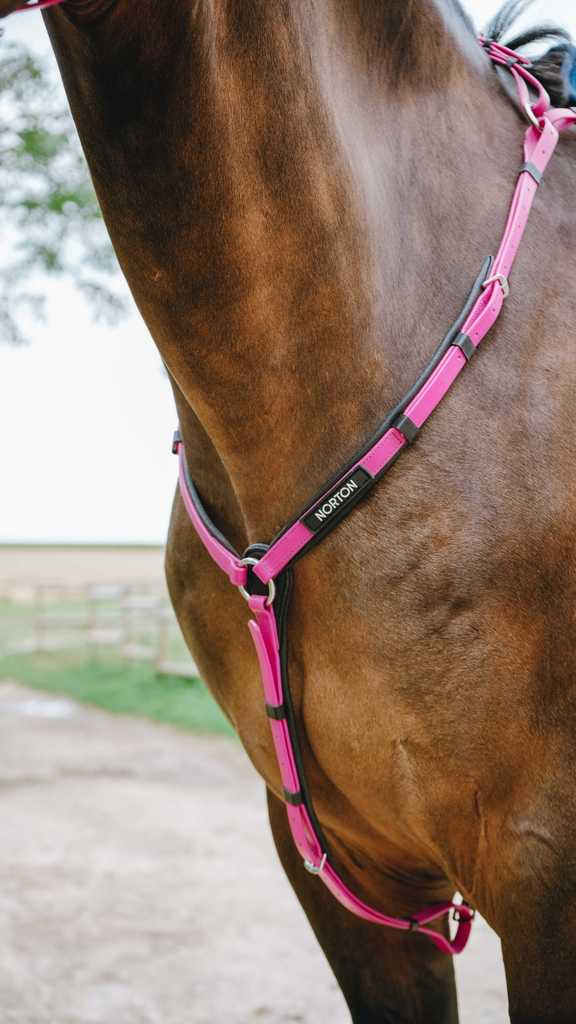 Collier de chasse Endurance NORTON - Pop