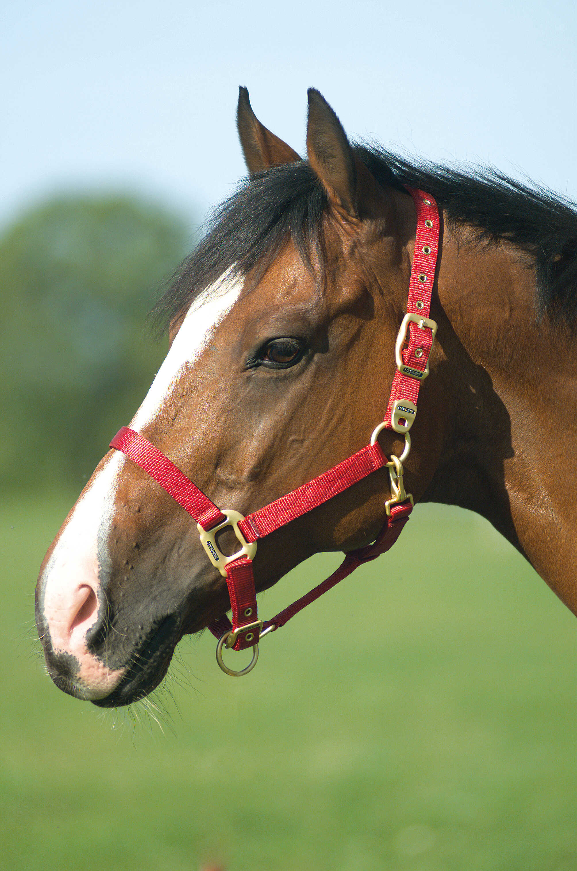 Licol EQUITHÈME - Nylon