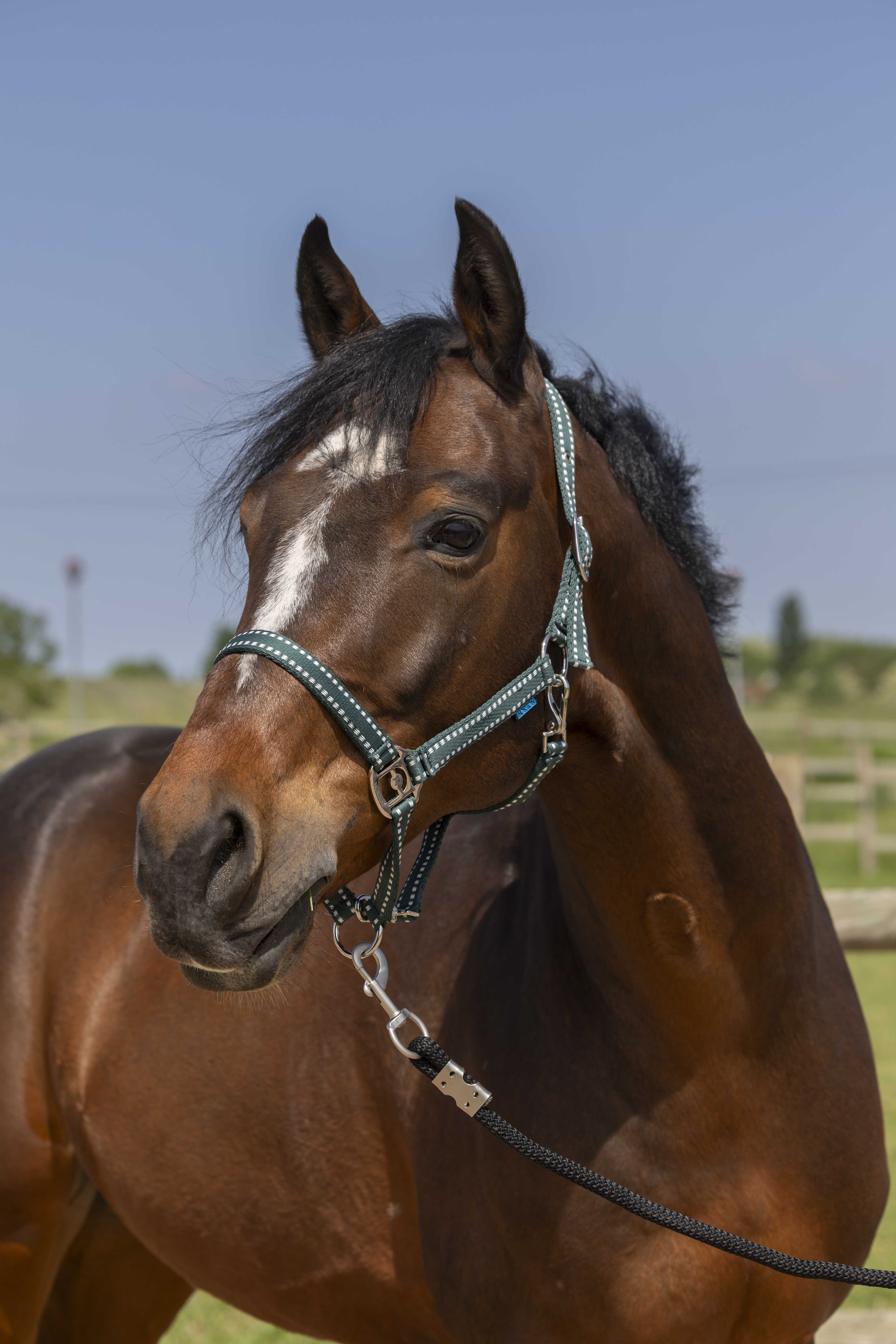 Licol NORTON – Grooming