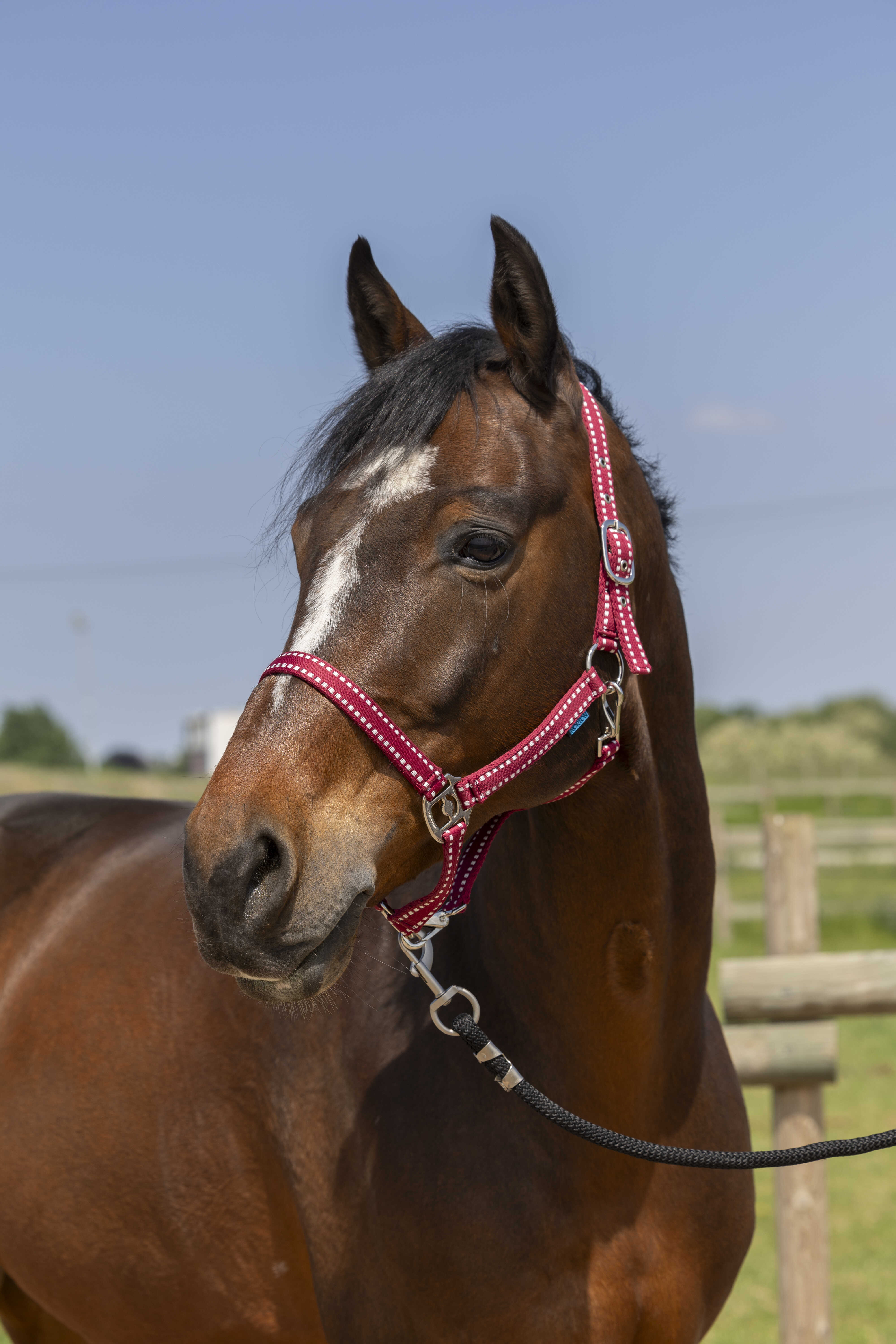 Licol NORTON – Grooming