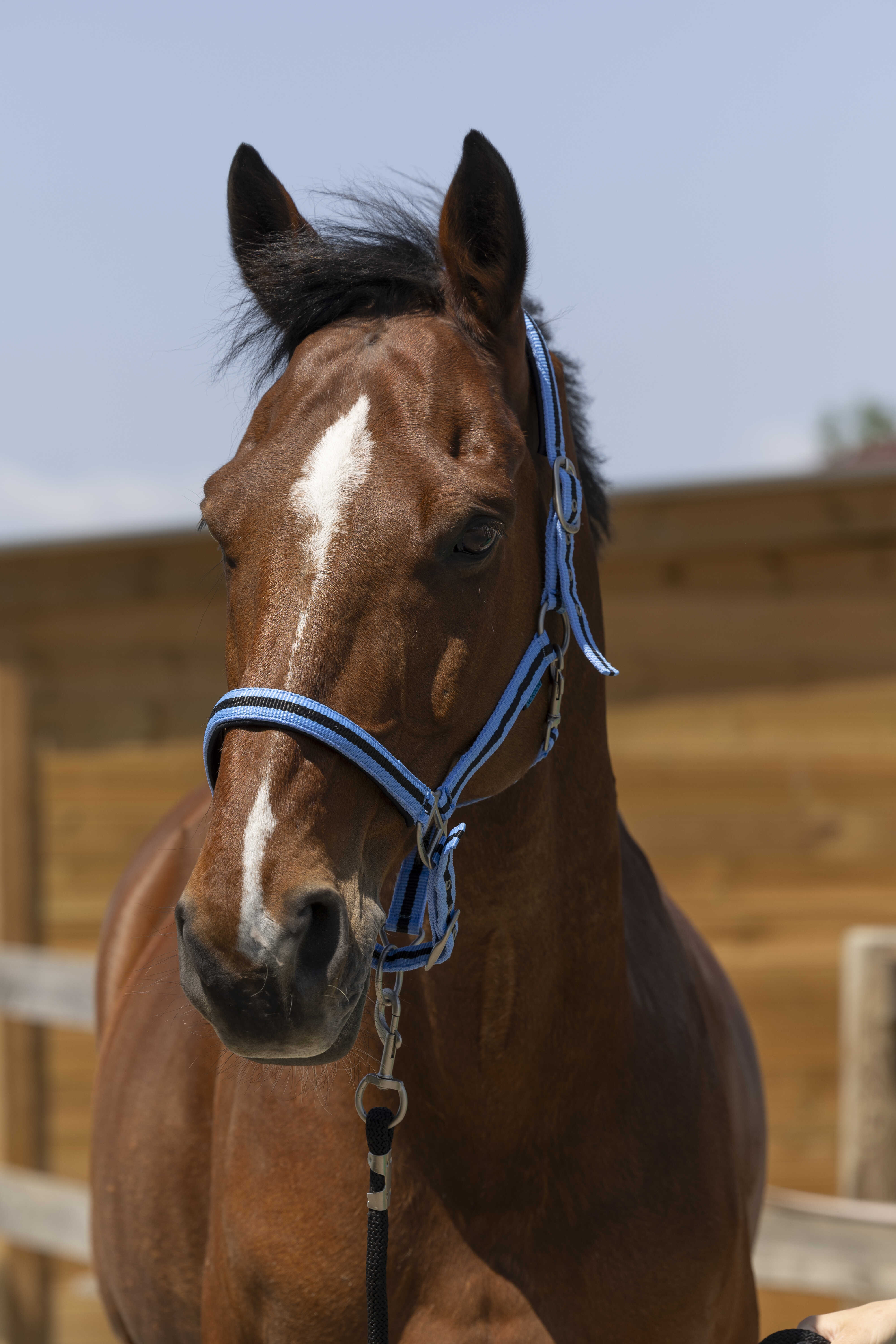 Licol NORTON "Satine"