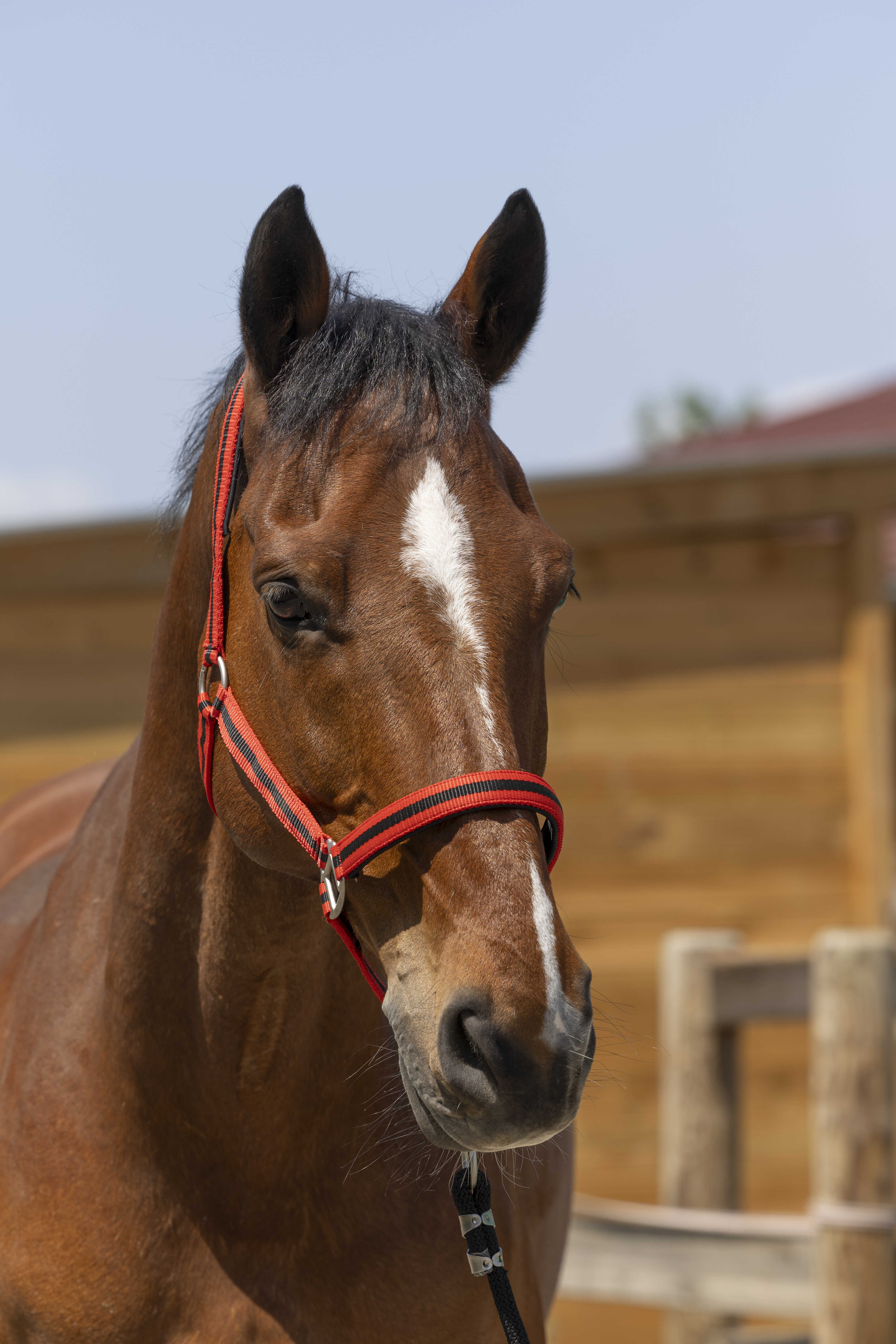 Licol NORTON "Satine"