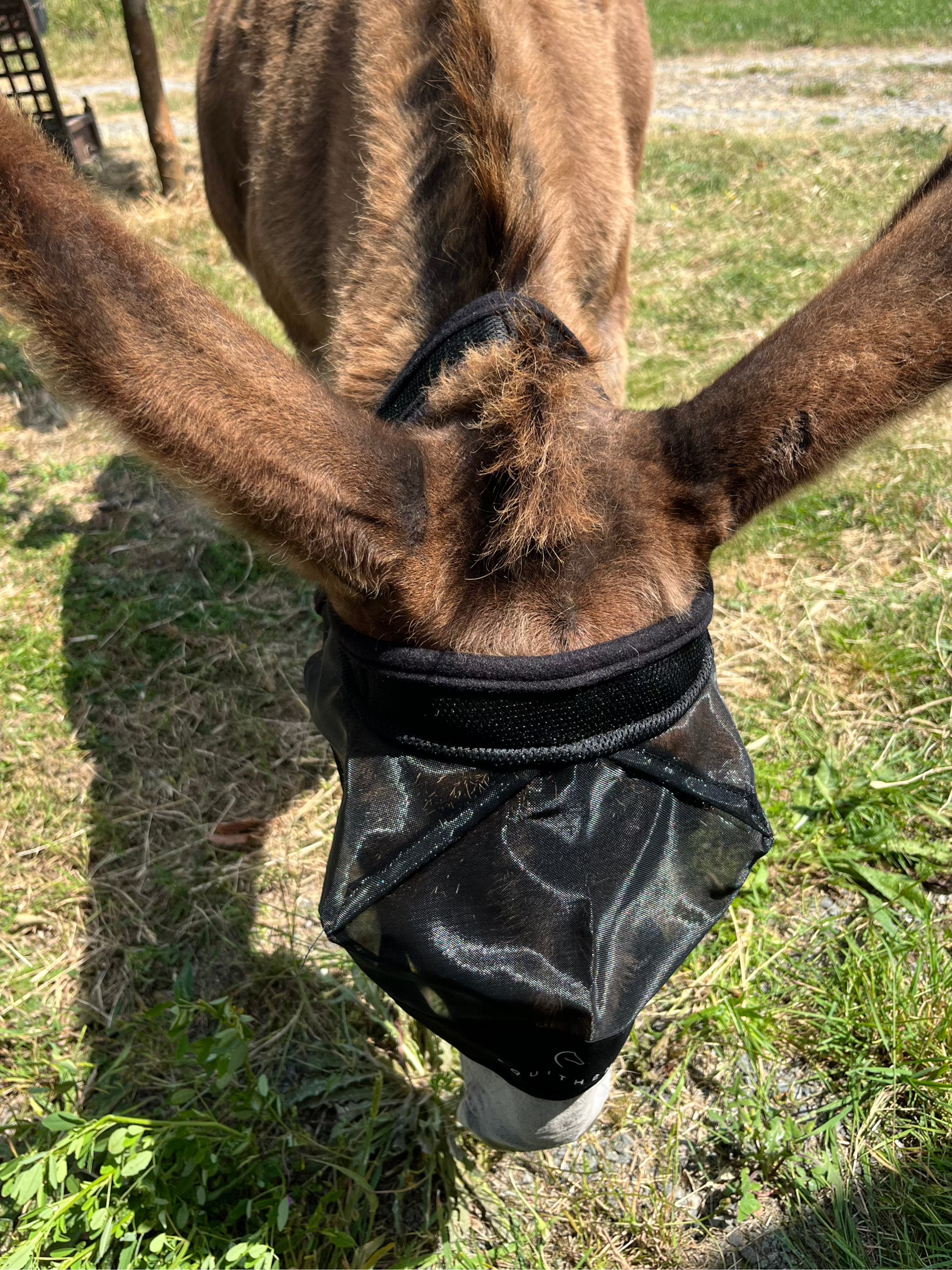 Masque anti-mouches anti-UV EQUITHÈME - Mesh sans oreilles pour âne