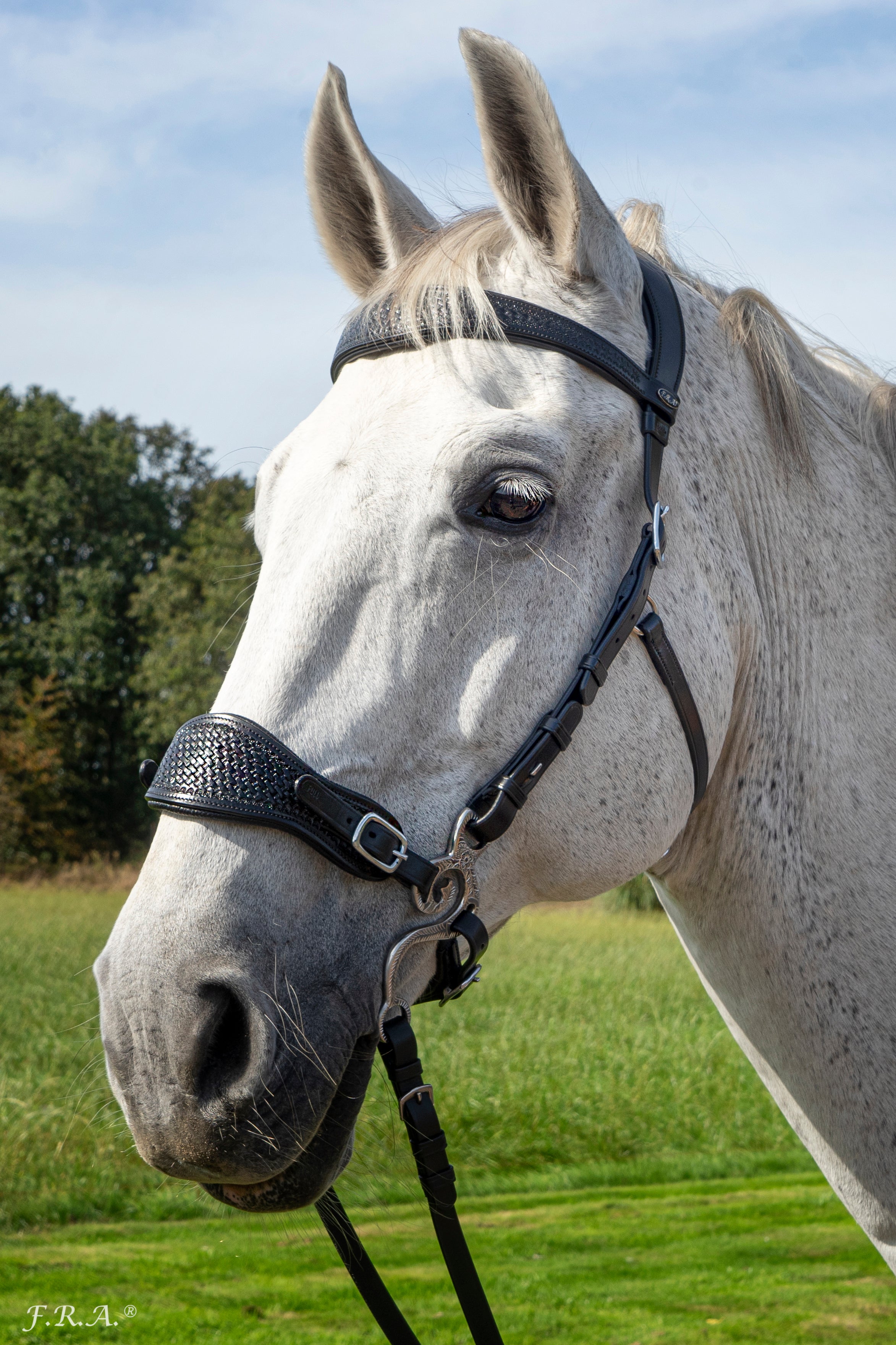 Fiore Hackamore Zaumzeug mit Zügel