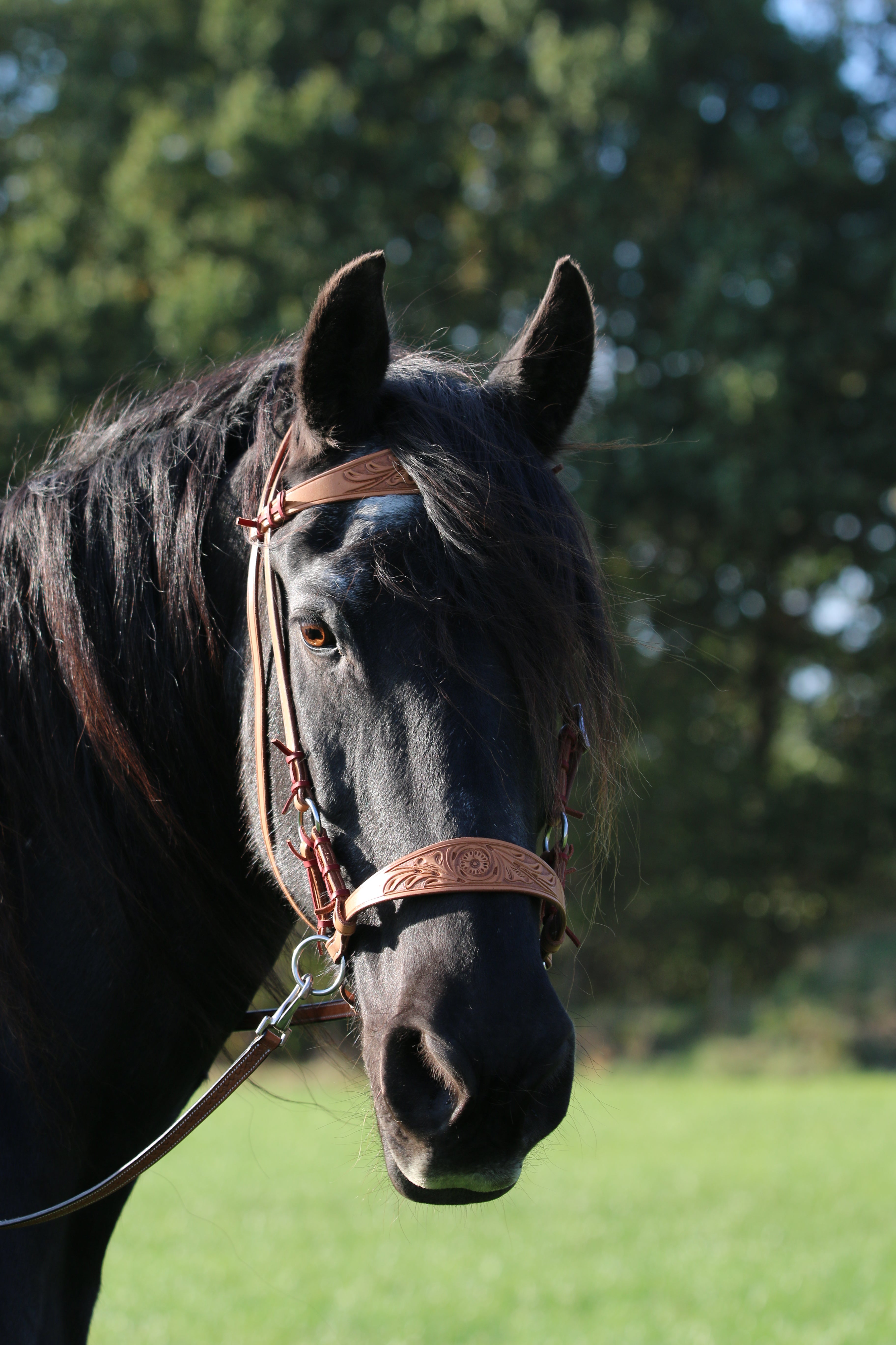 Diego Sidepull mit Zügel