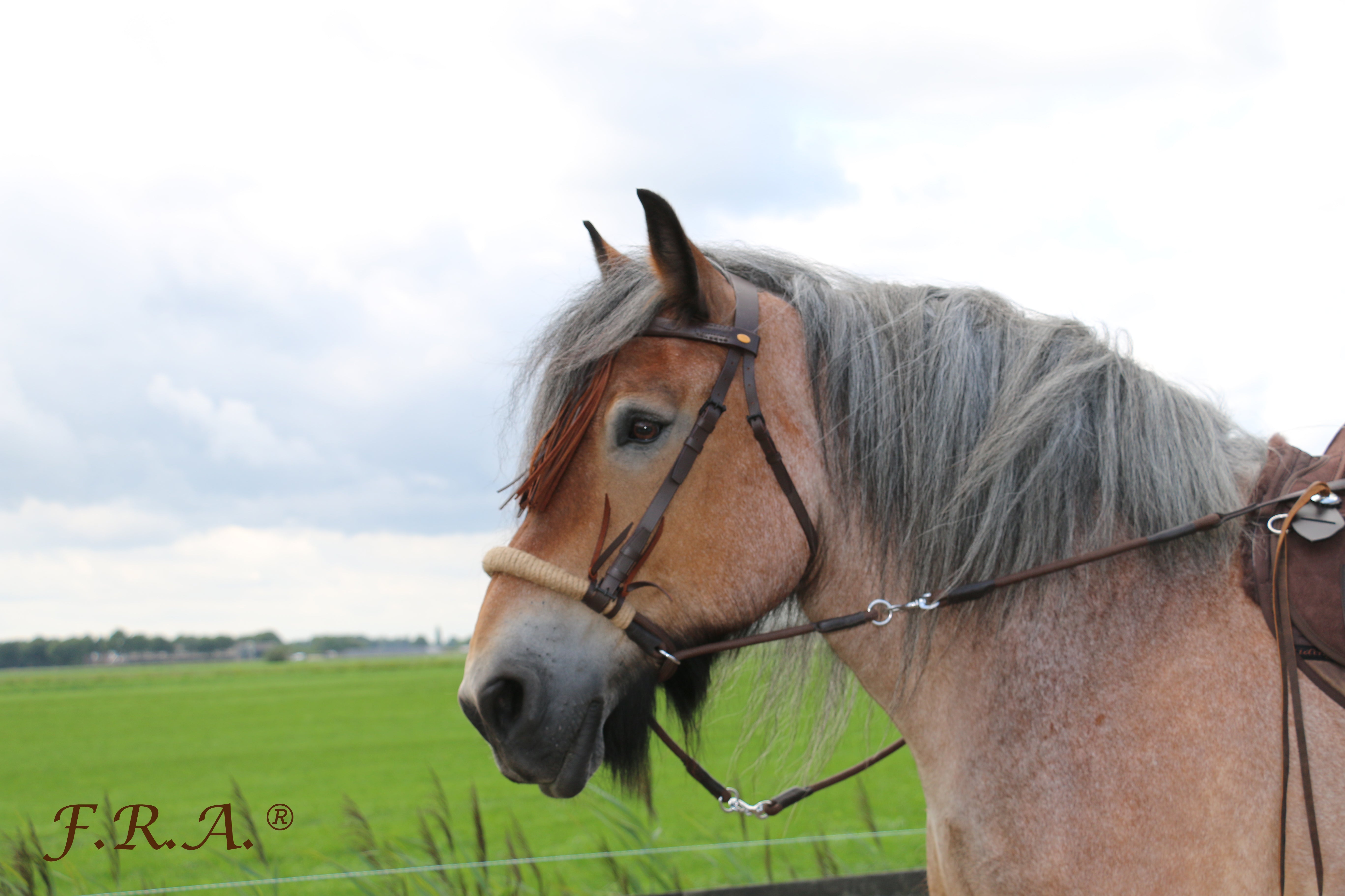 Bridon sans mors avec rênes - Tinver