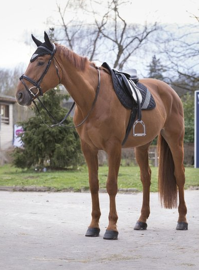 Equitheme Brilliant Dressage Satteltasche