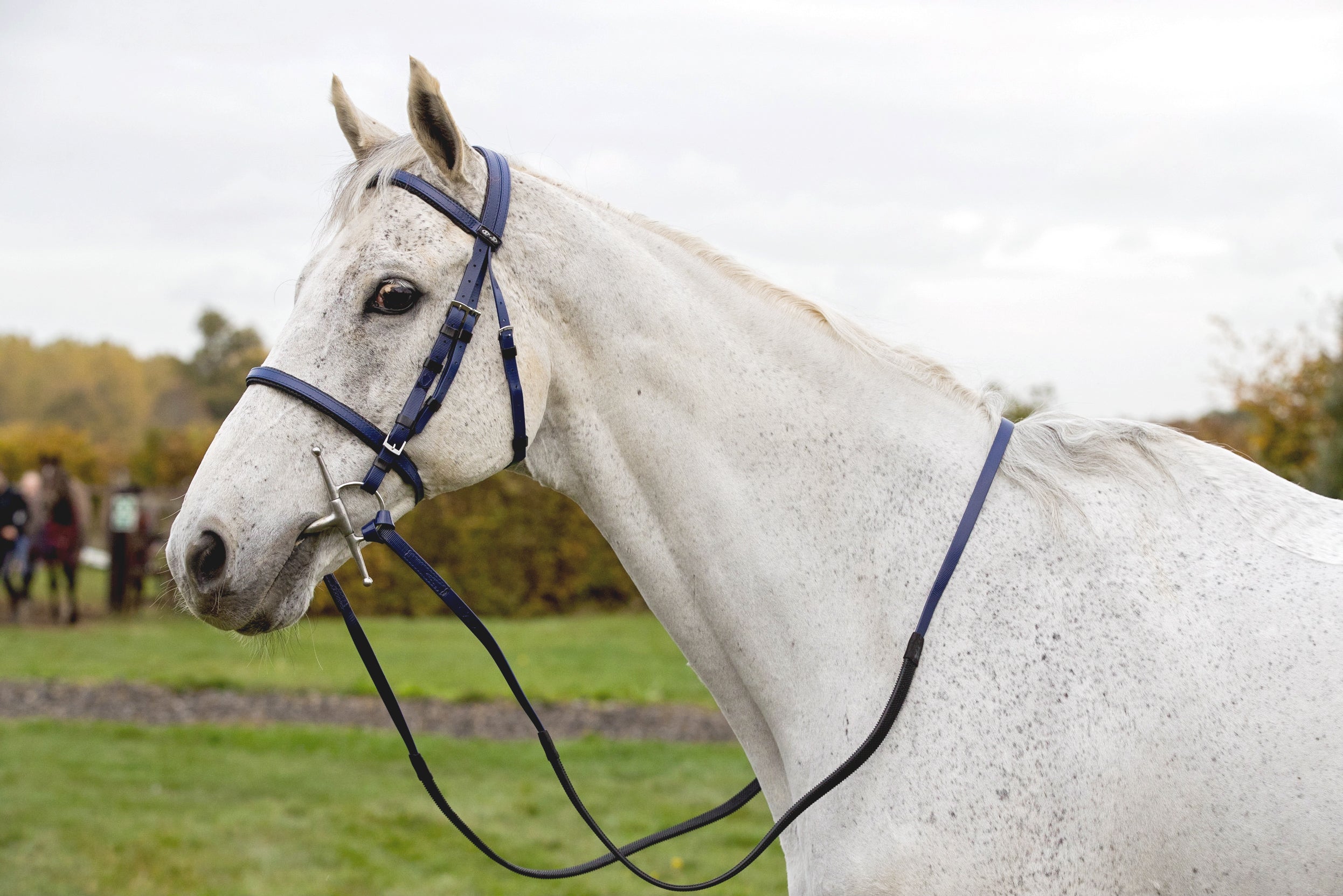 Zilco Gepolstertes Zaumzeug mit Nasenriemen
