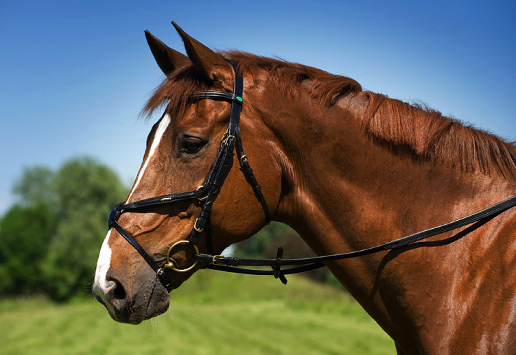 Norton Pearl Ponyzaumzeug