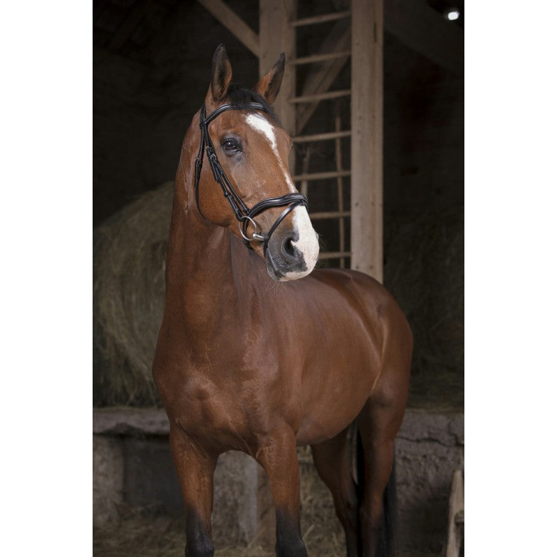 NORTON PRO Cut Trense