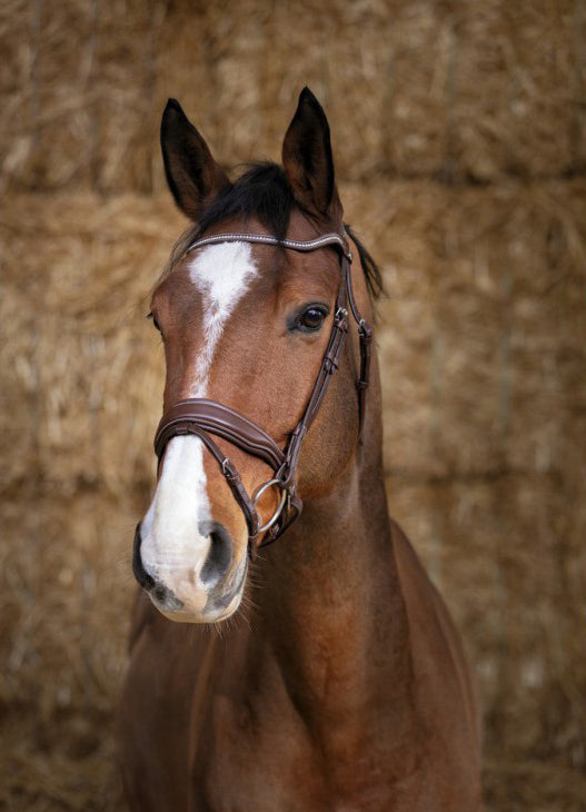 Norton Pro Miss Trense