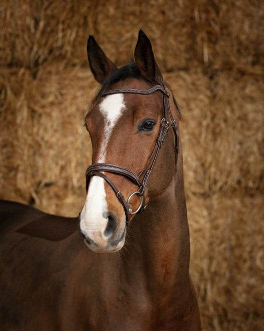 Norton Pro Pearl Zaumzeug