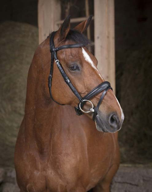 NORTON PRO Soft Trense