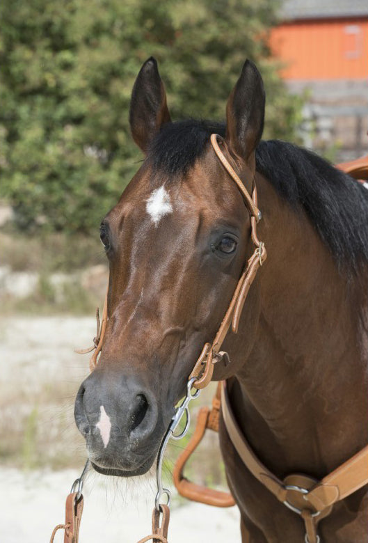 WESTRIDE Zaumzeug von Franck Perret 1 Ohr