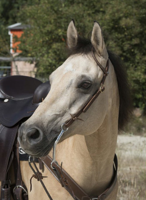 WESTRIDE Zaumzeug von Franck Perret 1 Ohr