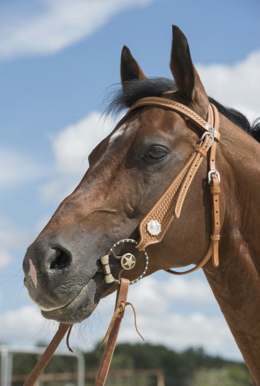 WESTRIDE-Zaumzeug von Franck Perret Aurora