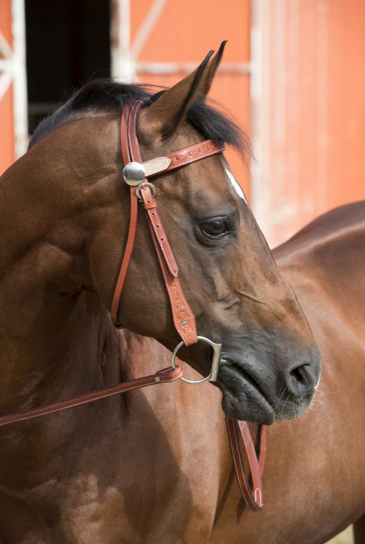 WESTRIDE Zweifarbiges Zaumzeug