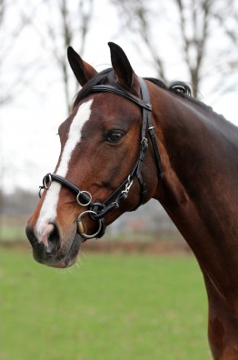 Horka Lederkappzaum