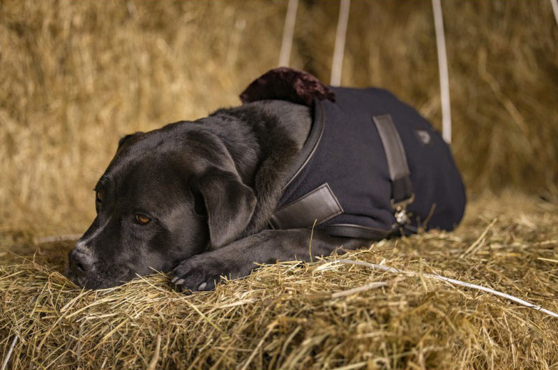 Diego and Luna fleece blanket