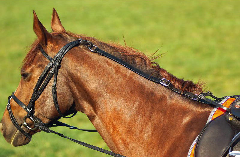 NORTON Anti-Kipp-Zügel