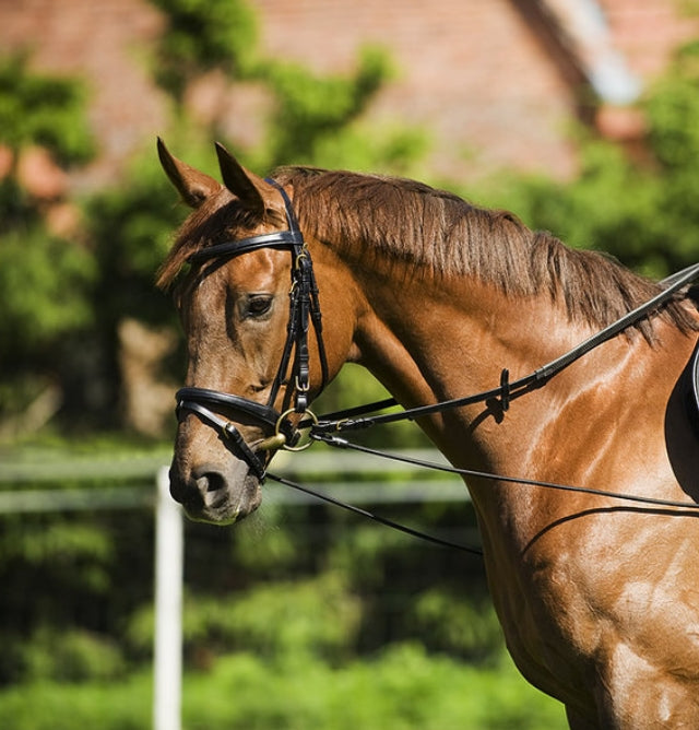Verstellbare elastische Zügel