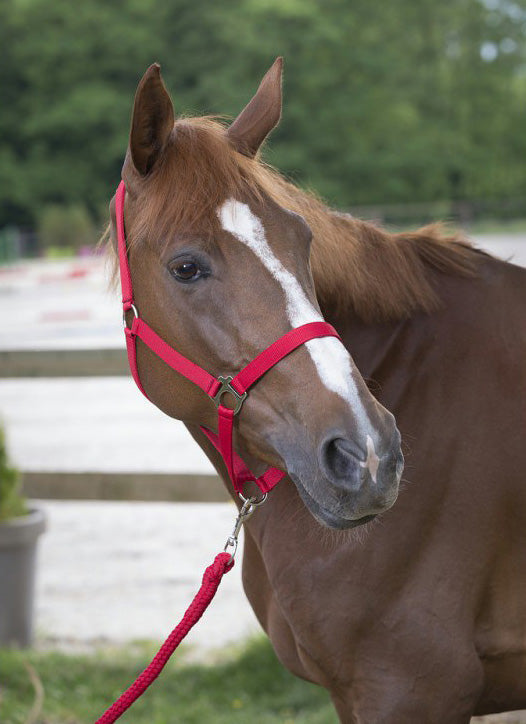 Ensemble licol et longe Club