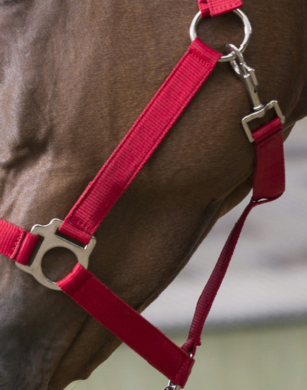 Ensemble licol et longe Club