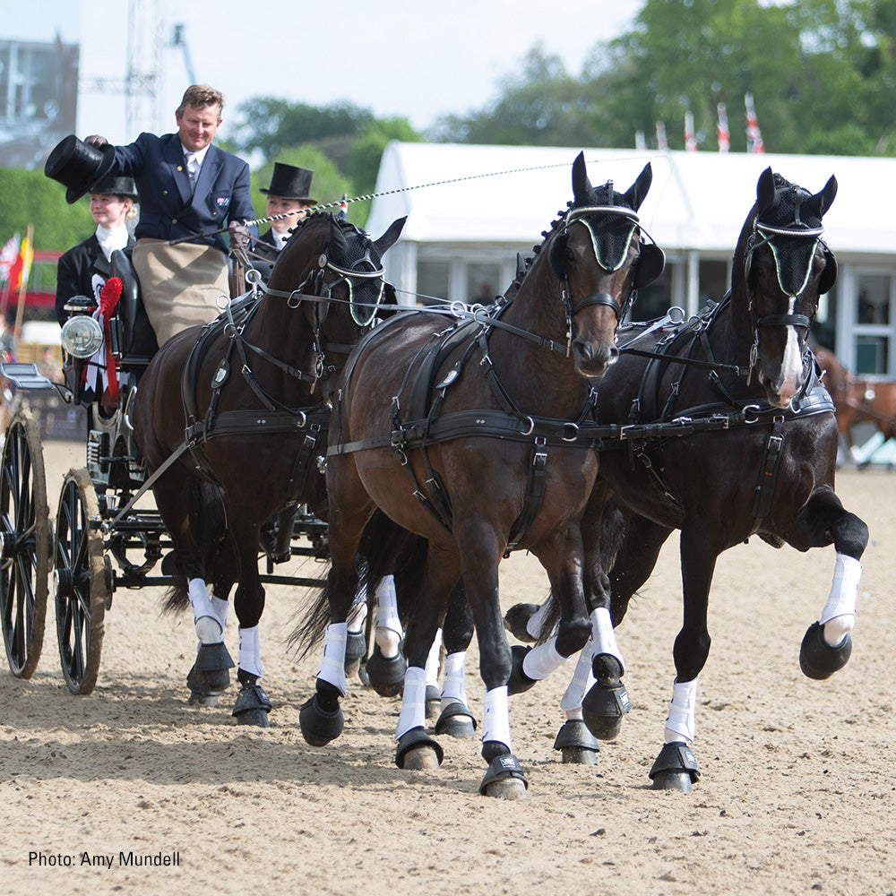 Harnais Classic à Quatre Zilco Cheval complet