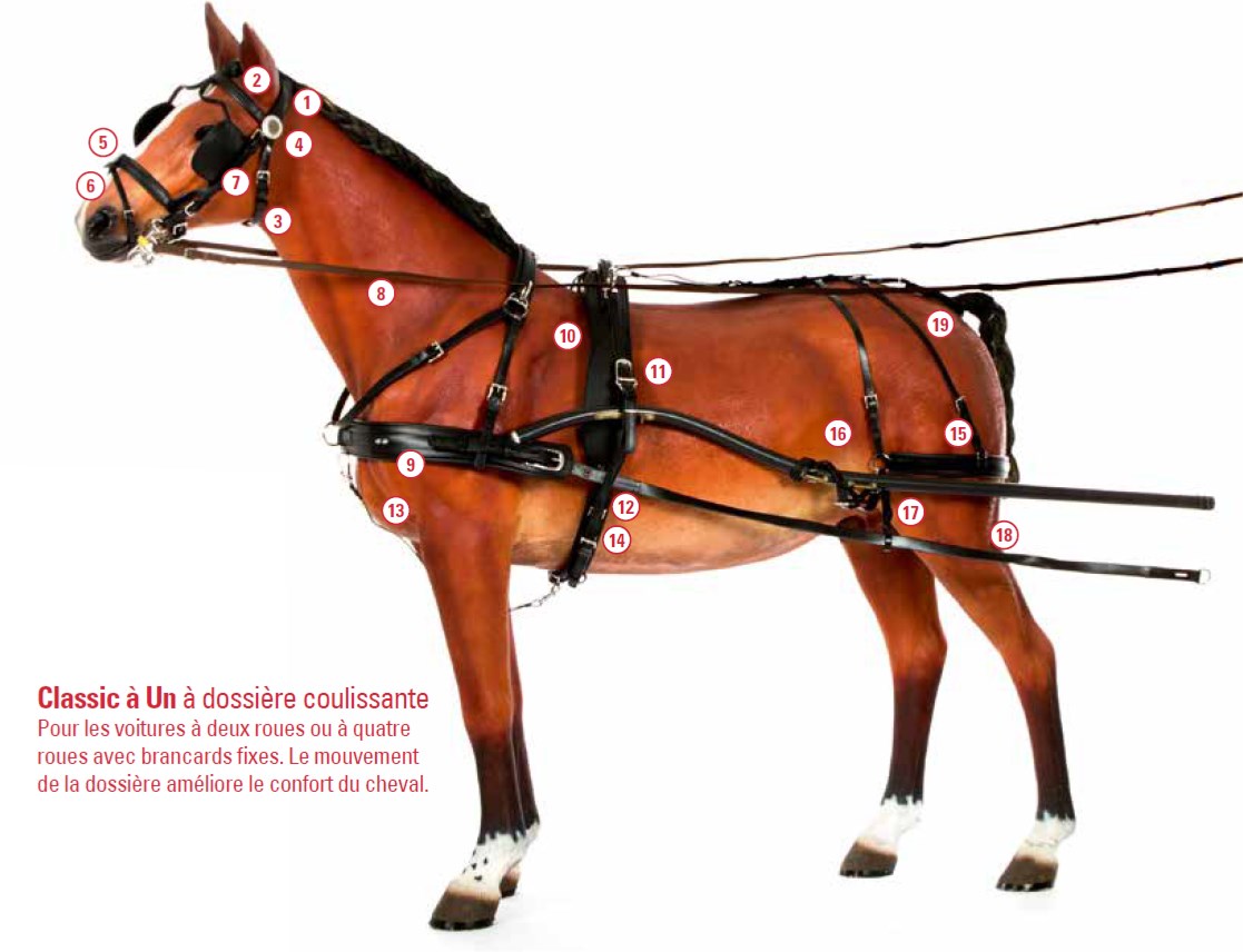 Harnais Classic à Un Dossière coulissante Zilco Poney complet/pièces