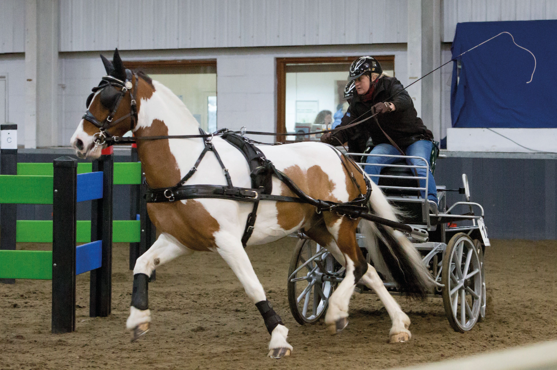 Harnais Classic à Un Zilco Cob complet/pièces