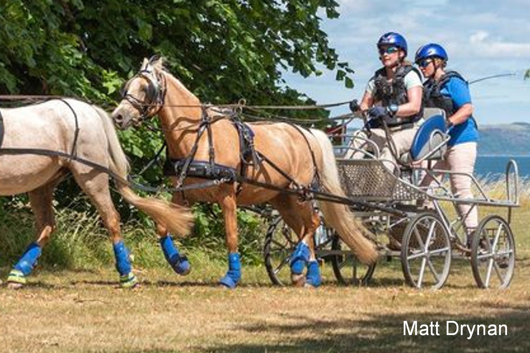 Harnais Classic Brancardier de Tandem Zilco Poney complet/pièces