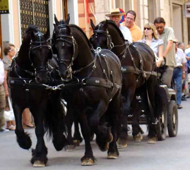 Harnais Classic à Quatre Zilco Cob complet