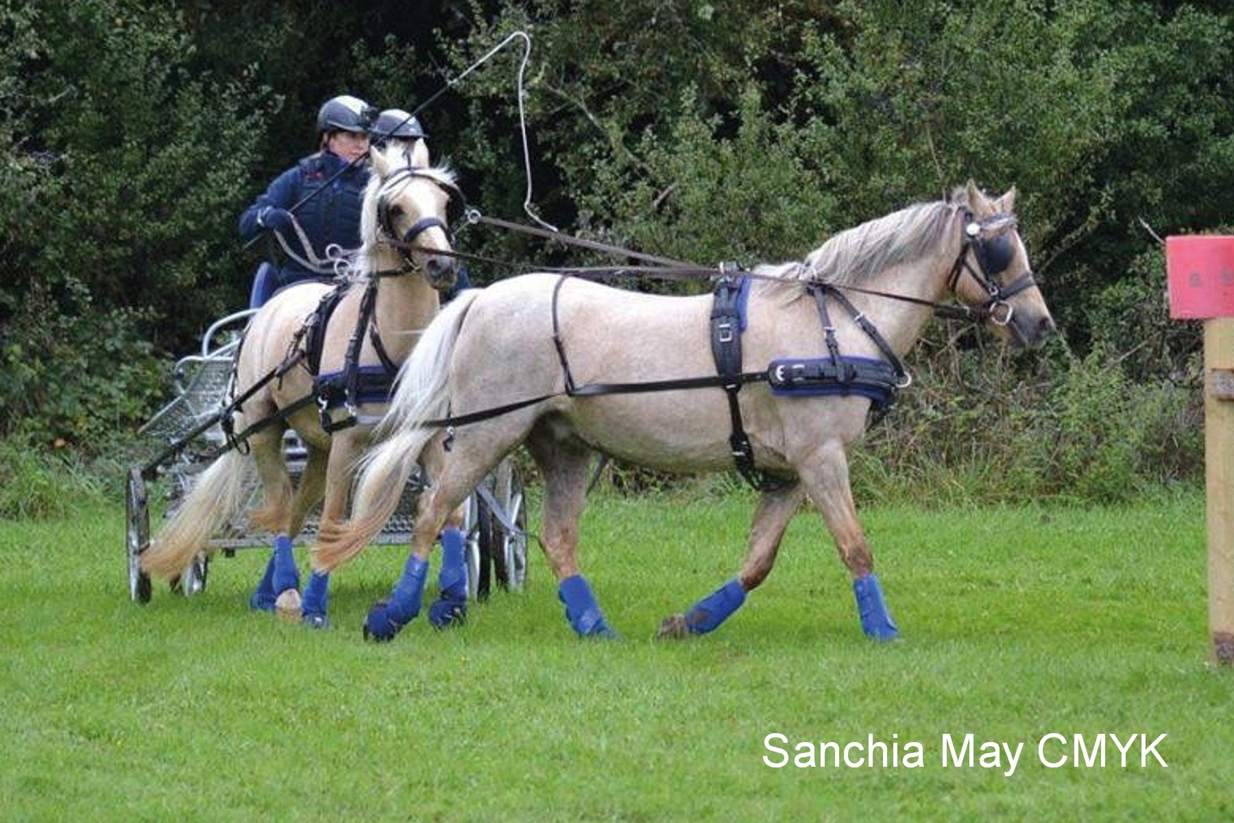 Harnais Classic Volée de Tandem Zilco Poney complet/pièces