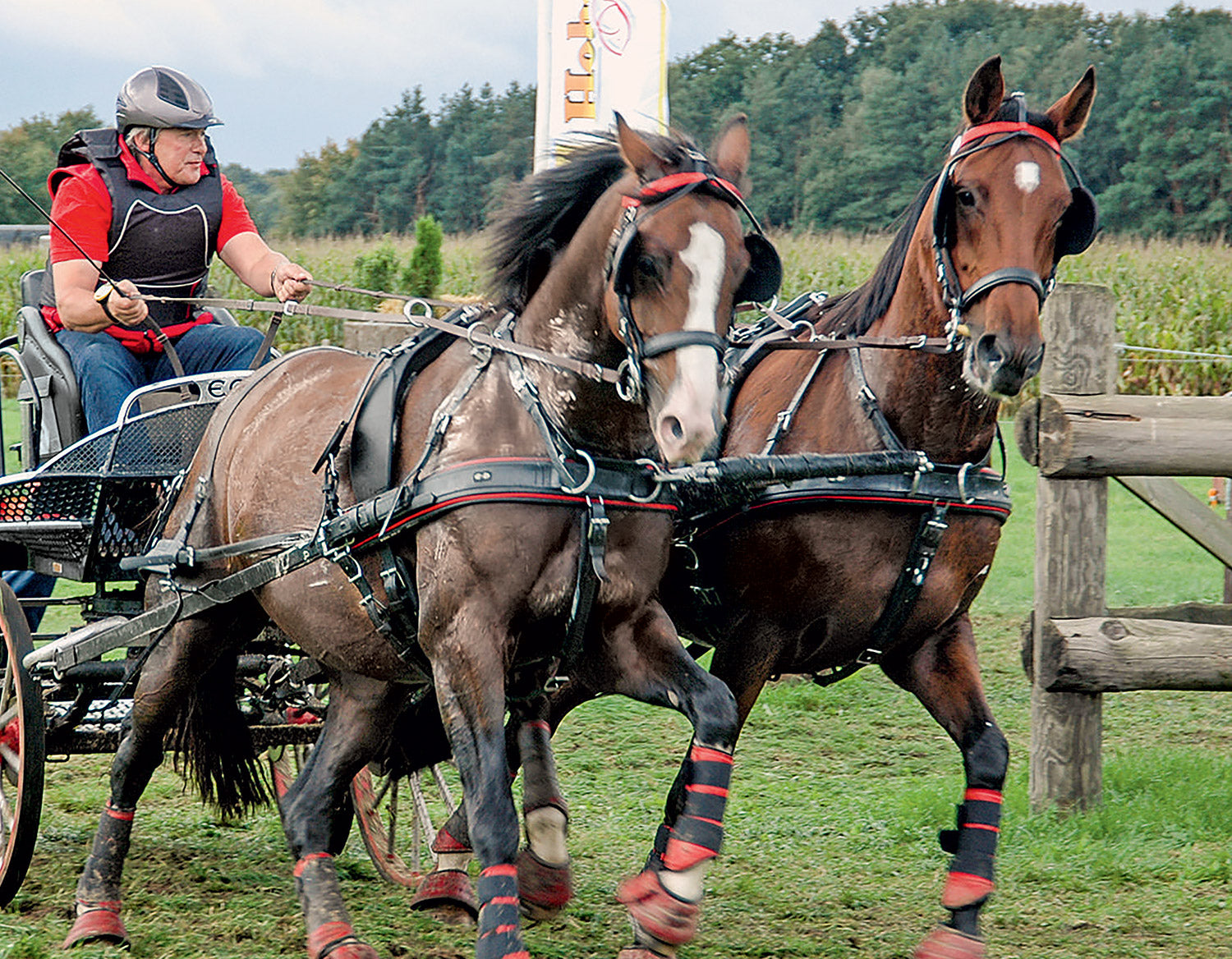 Harnais Elite en paire Zilco