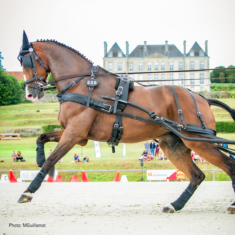 Harnais Elite en simple Zilco