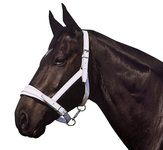 APOLLO Chromlederhalfter