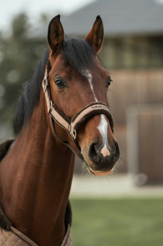 Halter Back on Track Haze Collection