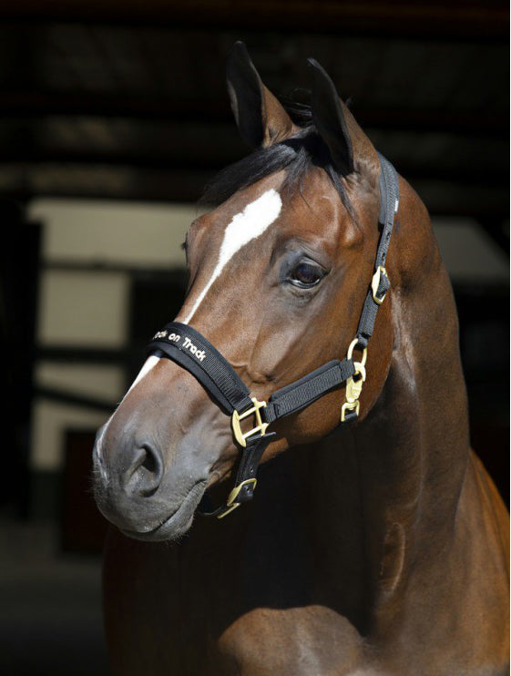 Werano Back on Track Halfter