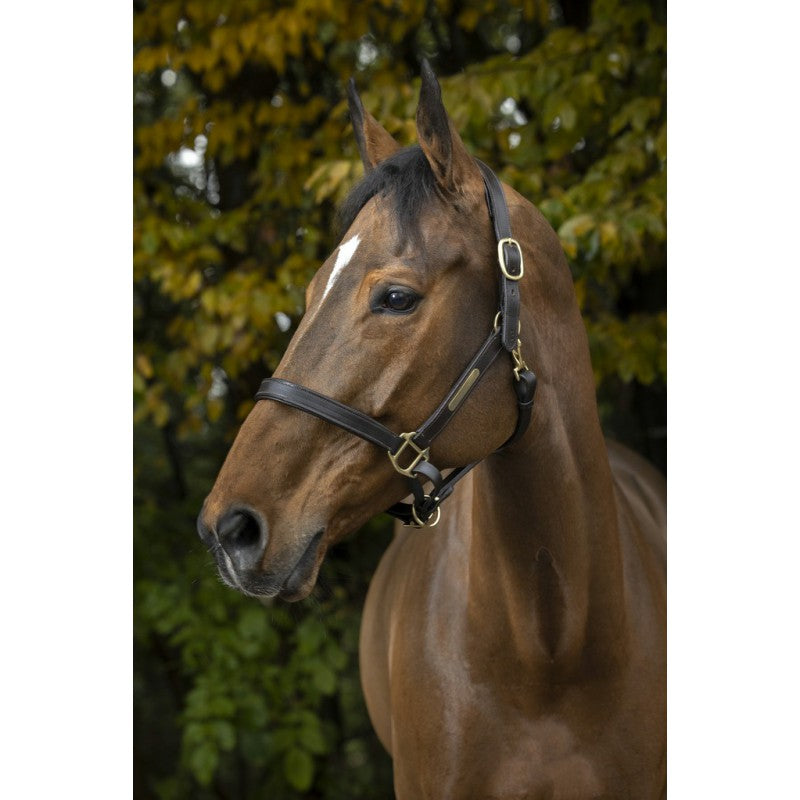 Norton Club doppelt verstellbares Lederhalfter