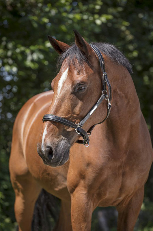 NORTON PRO Pflegehalfter aus Leder