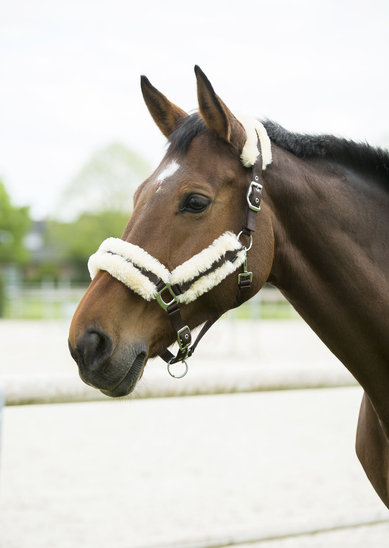 Equitheme Synthetic Sheepskin Halter