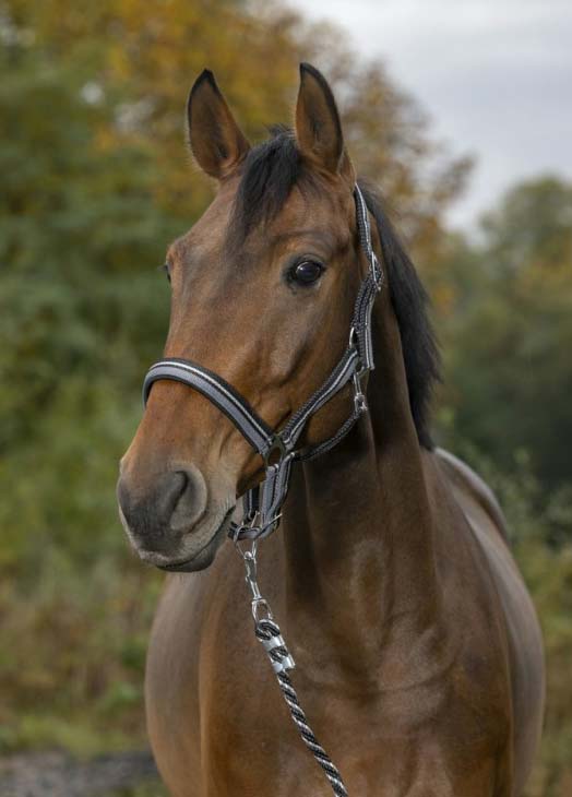 Norton Brilliant Halfter und Führstrick