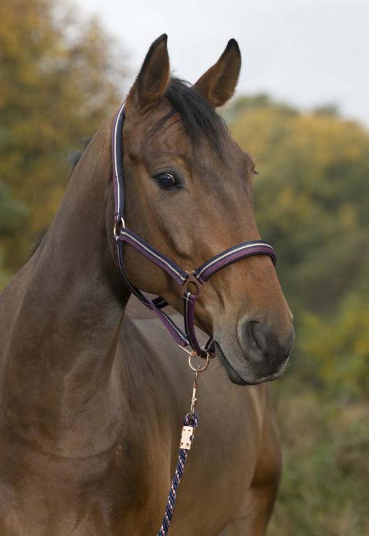 Norton Brilliant Halfter und Führstrick