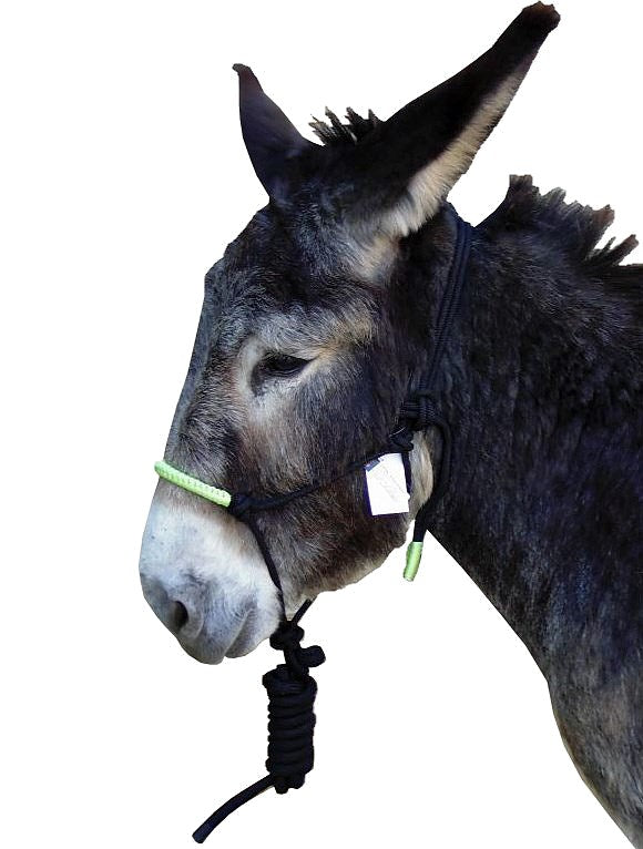 Lustiges farbiges ethologisches Halfter mit Führstrick