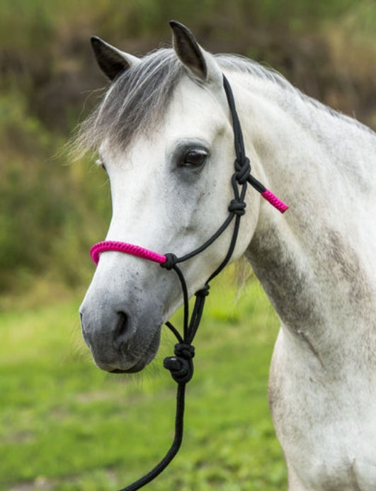 Lustiges farbiges ethologisches Halfter mit Führstrick