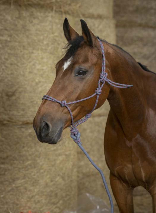 Norton Eco Ethologisches Halfter und Longe