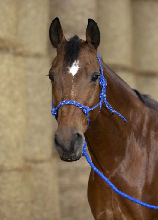 Norton Eco Ethologisches Halfter und Longe