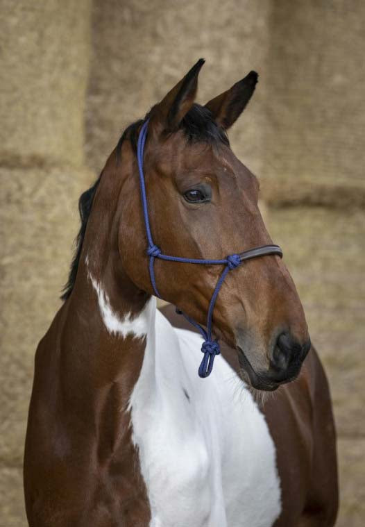 Norton Seil und synthetisches ethologisches Halfter